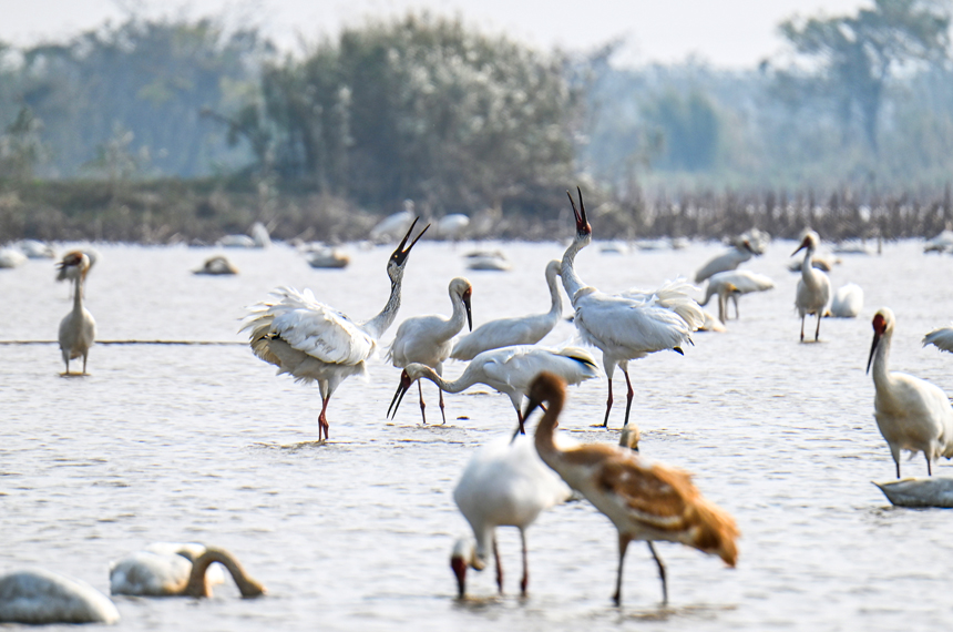 在位于鄱陽湖畔的南昌五星白鶴保護小區，候鳥在此棲息，相互打鬧嬉戲。鮑贛生攝