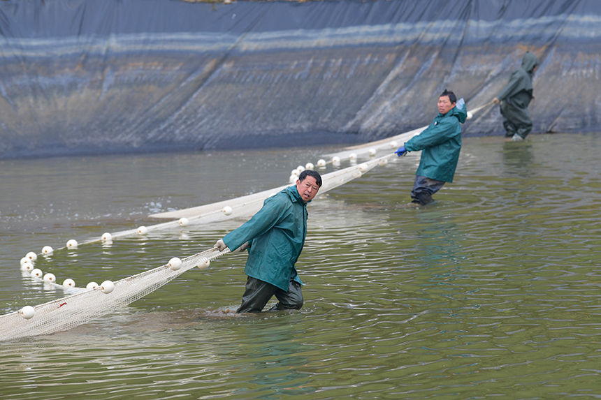工人們正在進行捕撈作業，呈現一派魚躍人歡的豐收景象。詹繼成攝