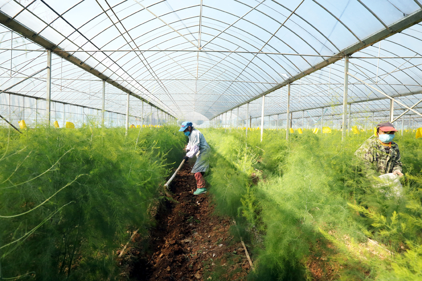 村民正忙著給越冬蘆筍松土施肥。何賤來攝