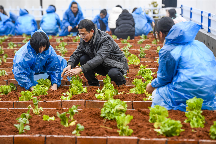 老師在校園農場里向學生講解栽種白菜苗的技巧。周亮攝