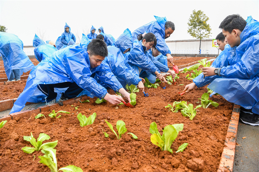 學生在校園農場里栽種蔬菜苗。周亮攝