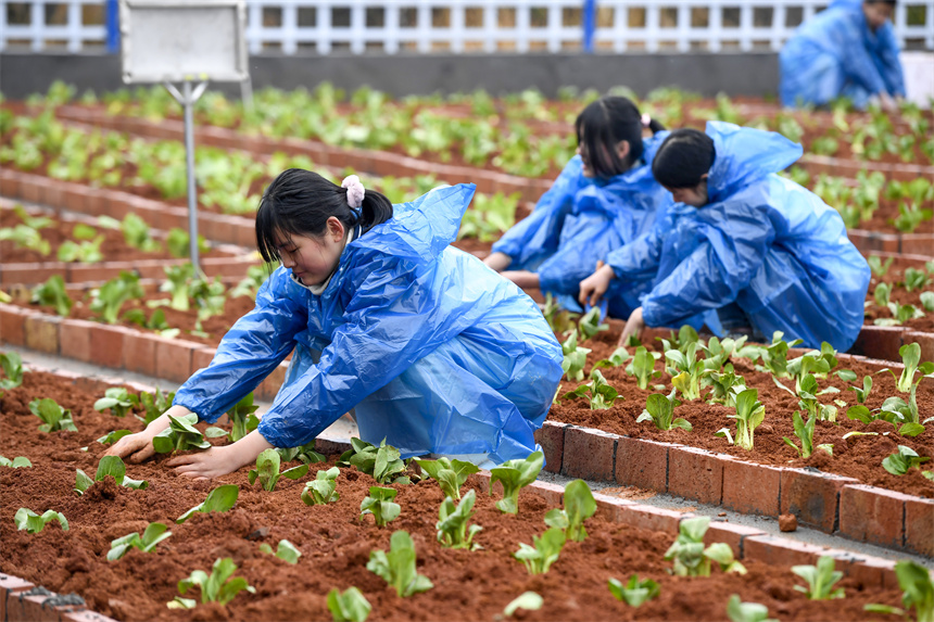 學生在校園農場里栽種蔬菜苗。周亮攝