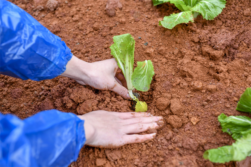 學生在校園農場里栽種蔬菜苗。周亮攝