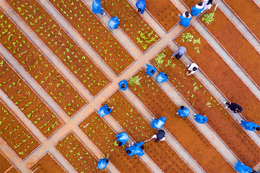 學生在校園農場里栽種蔬菜苗。周亮攝