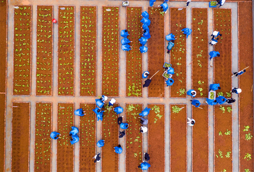 學生在校園農場里栽種蔬菜苗。周亮攝