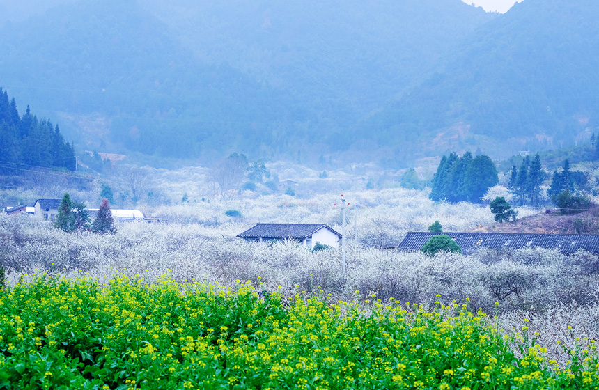 李花與油菜花交相輝映。廖彩新攝