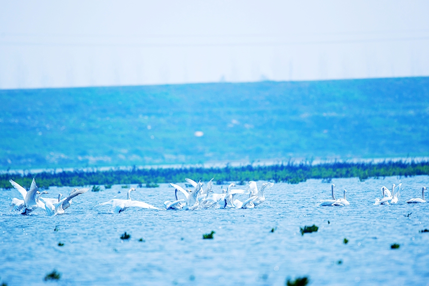 越冬候鳥時而在水面游弋，時而在空中飛翔。況建攝
