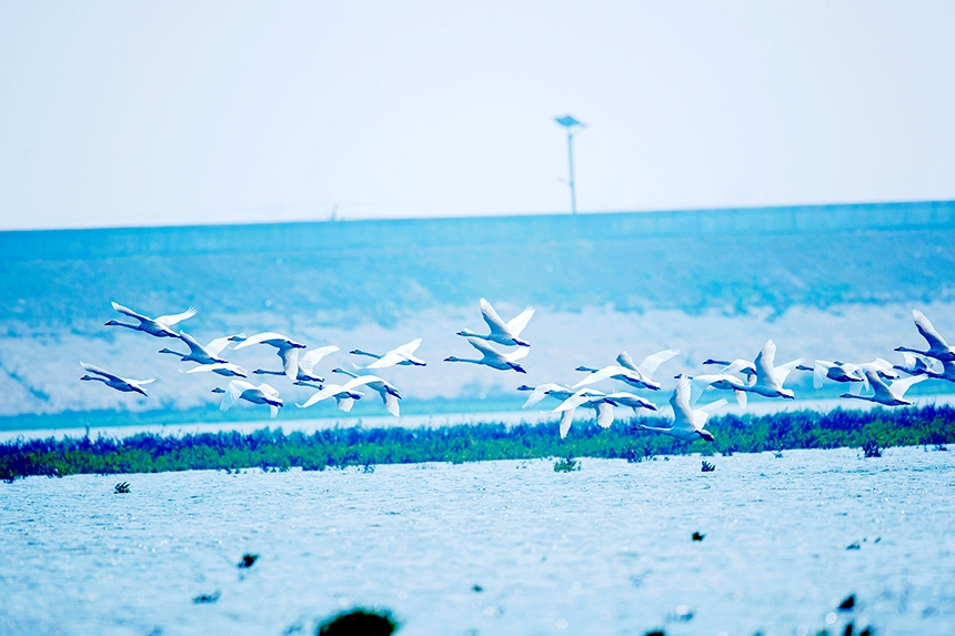 越冬候鳥時而在水面游弋，時而在空中飛翔。況建攝