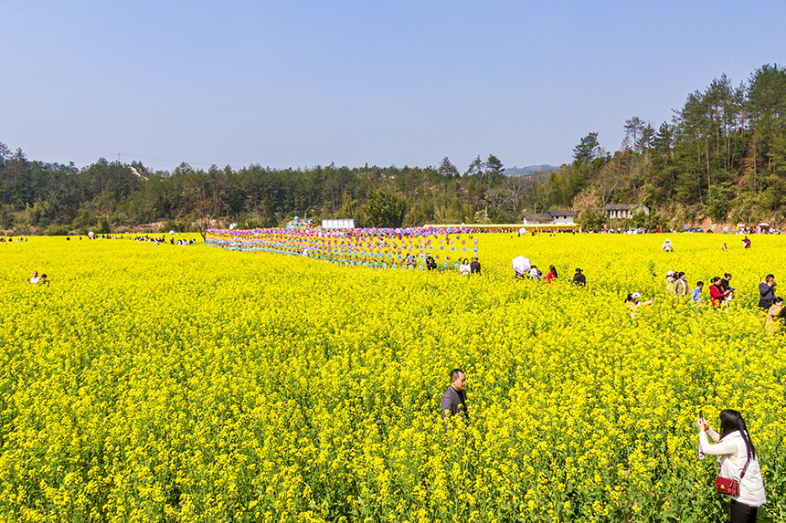 游人賞花觀景，盡享美好春光。詹繼成攝