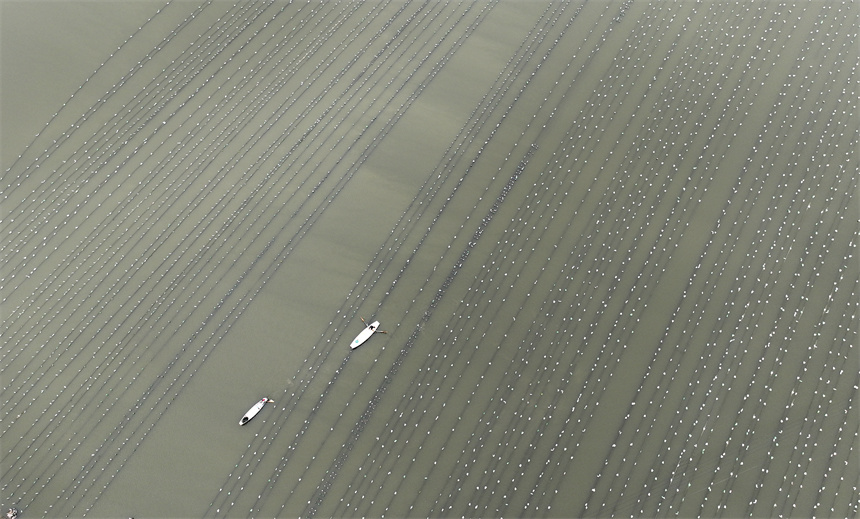 水產養殖戶劃著小舟在水面上進行勞作。吳江攝