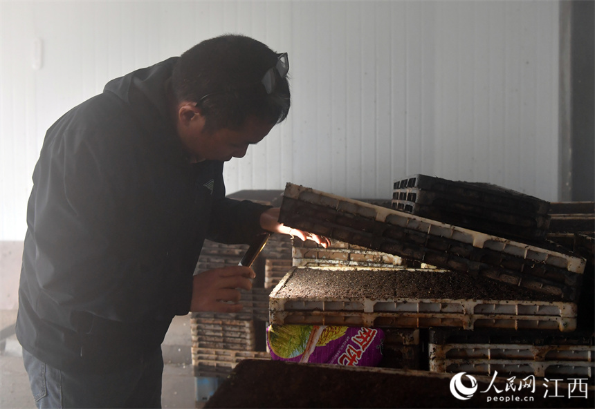 在南昌縣大田農社的暗化催芽室內，工作人員察看稻種出芽情況。 人民網 時雨攝