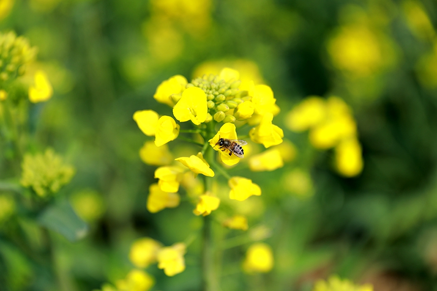 油菜花競相綻放。潘成攝