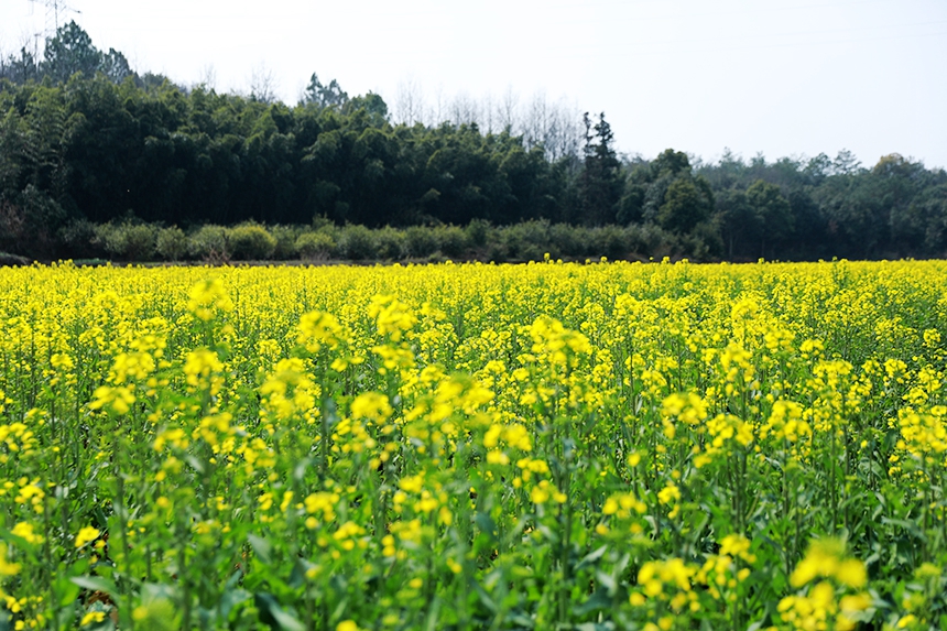 千畝油菜花競相綻放。潘成攝