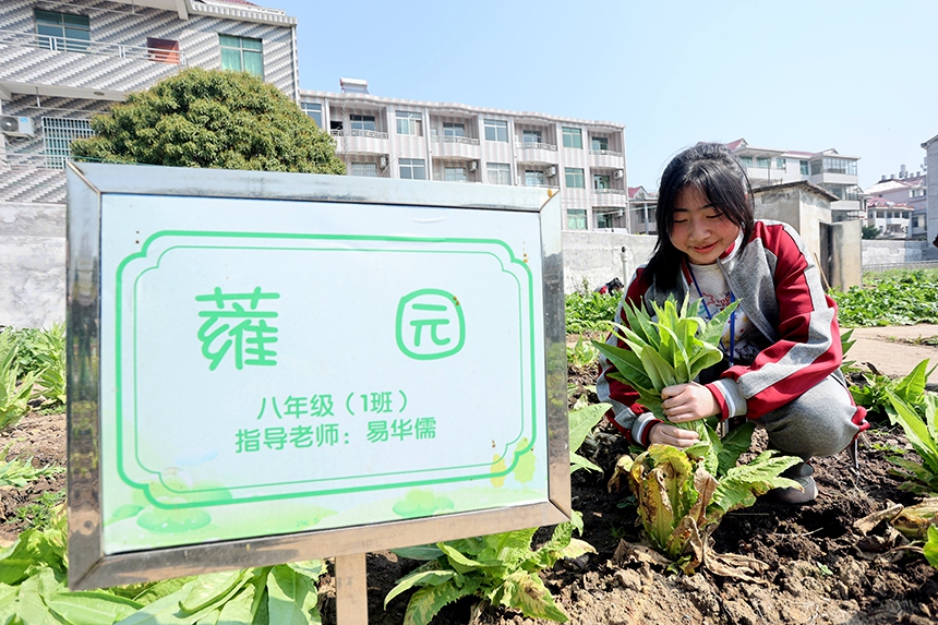 同學們正在開展勞動實踐體驗活動。何江華攝