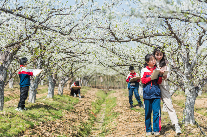 老師帶領學生們走出課堂，拿起畫筆，在梨花海中享受春光。簡俊攝