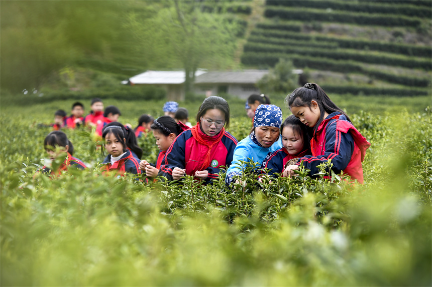 采茶師傅在向學生們講解茶葉采摘技巧。周亮攝