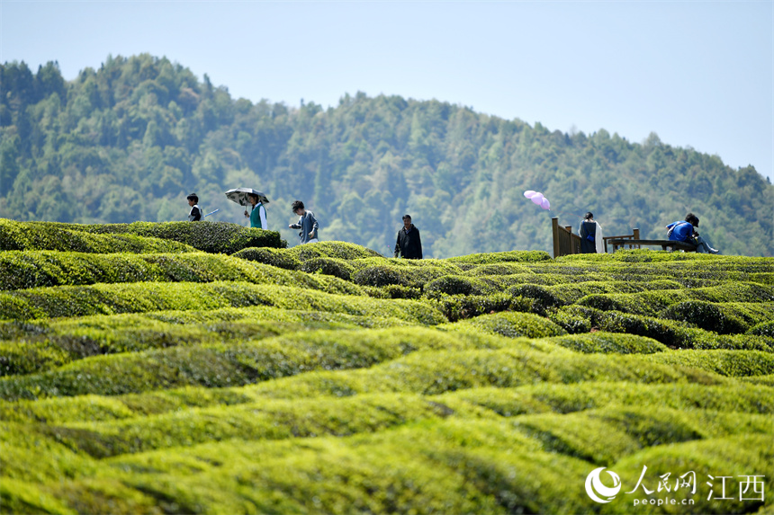 “茶旅融合”使茶園變成公園，游客們正在茶山上拍照賞春光。 人民網 時雨攝