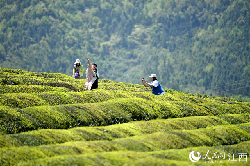 “茶旅融合”使茶園變成公園，游客們正在茶山上拍照賞春光。 人民網 時雨攝