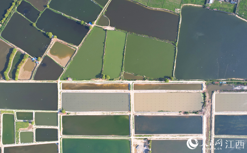 水田與村道、河流、民居等相映成趣，猶如一個巨大的調色盤。人民網 毛思遠攝