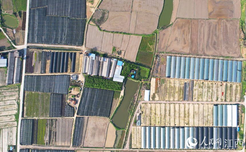 阡陌縱橫、黃綠相間，猶如一個巨大的調色盤，在陽光的映襯下，色彩斑斕。人民網 毛思遠攝