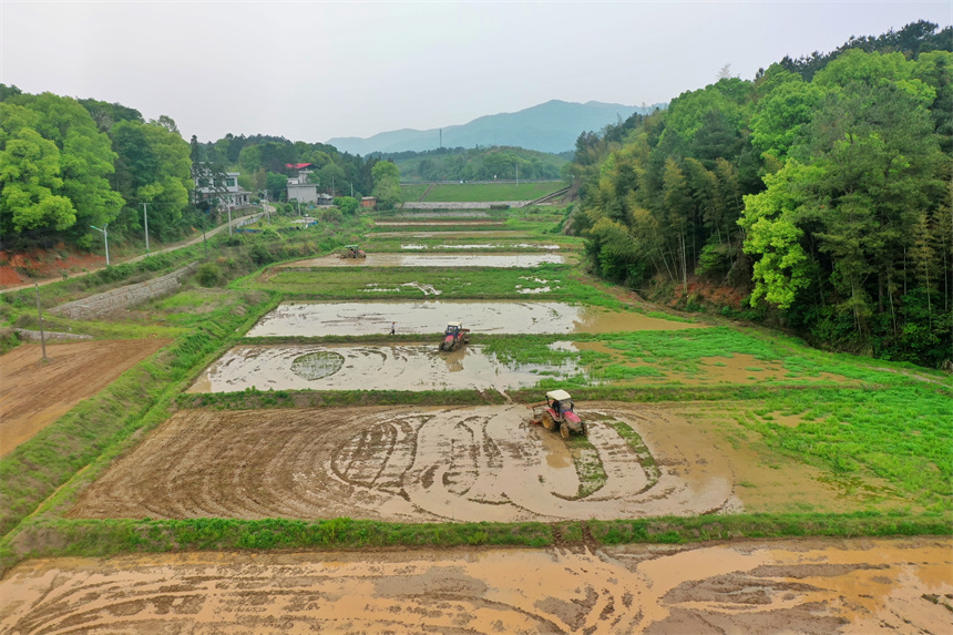 農民正駕駛農機翻耕稻田。王強攝