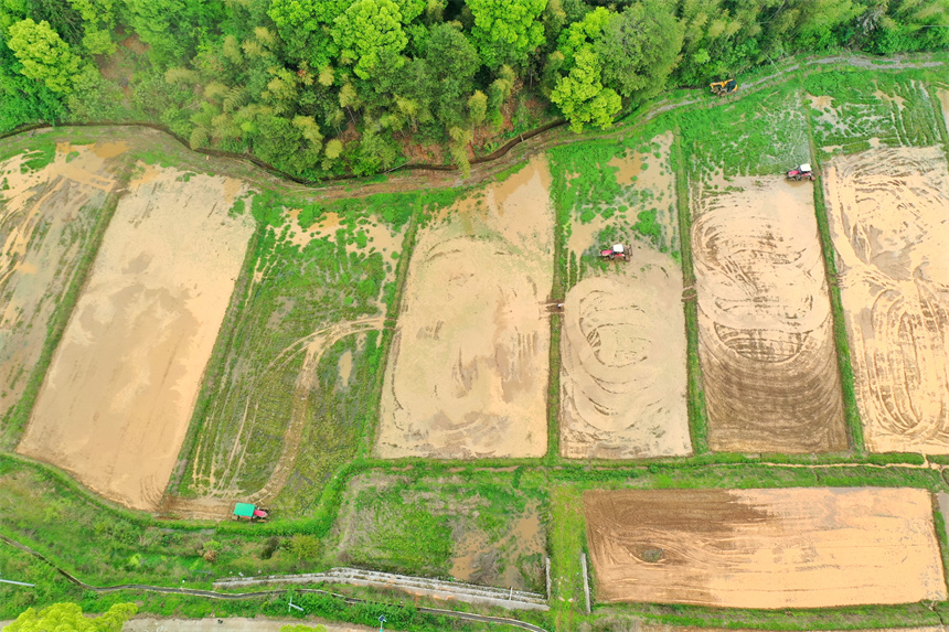 農民正駕駛農機翻耕稻田。王強攝