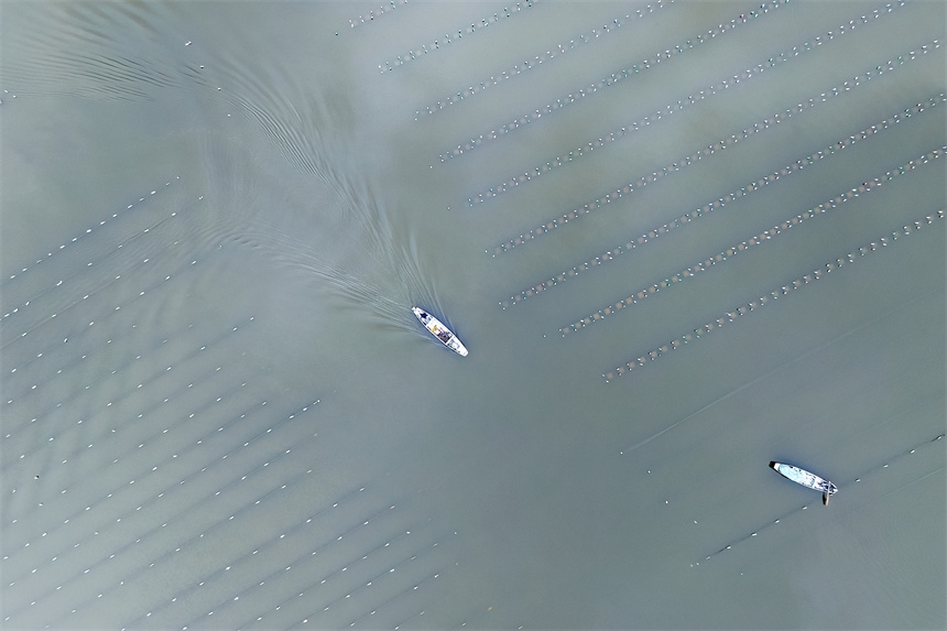 養殖戶正在管護珍珠蚌幼苗。張玉攝