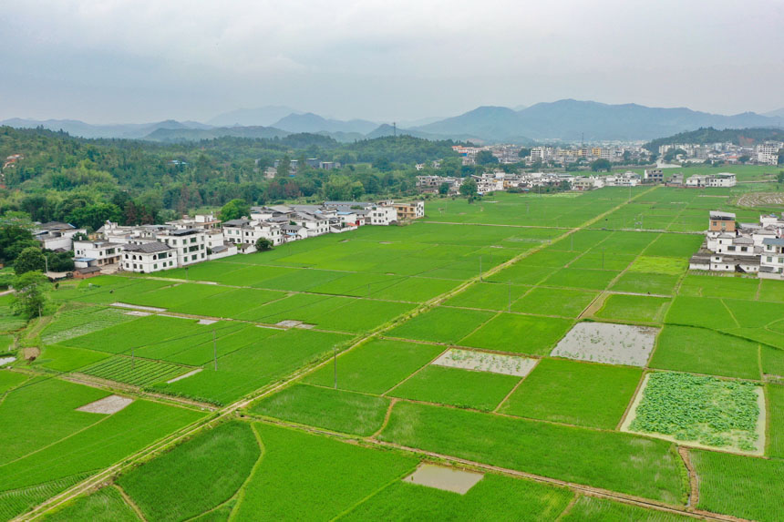美麗的田園畫卷。李凡欽攝