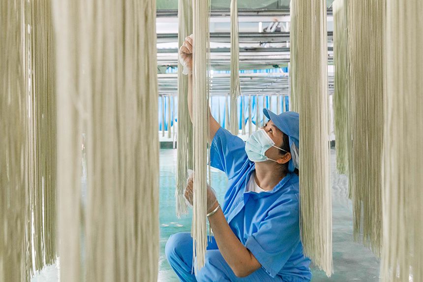 在生產車間自動生產線上，工人們在制作桑葉面條。周亞茂攝