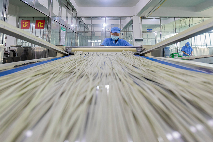 在生產車間自動生產線上，工人們在制作桑葉面條。周亞茂攝