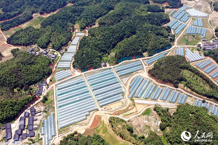 千余畝薄膜連棟智慧溫室大棚錯落有致的鑲嵌在青山間。 人民網記者 時雨攝
