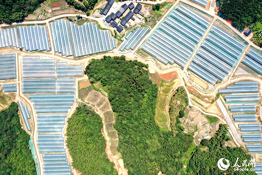 千余畝薄膜連棟智慧溫室大棚錯落有致的鑲嵌在青山間。 人民網記者 時雨攝