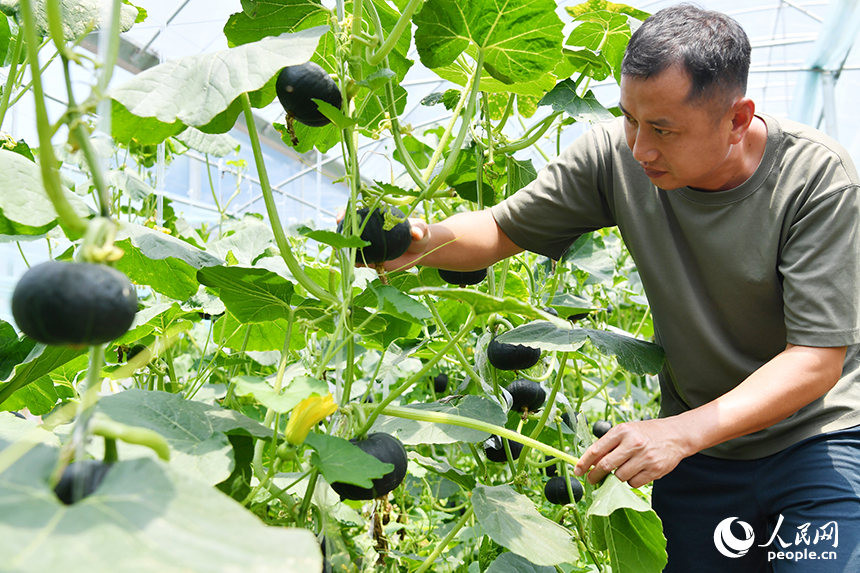 返鄉創業的村民正在智慧大棚內打理“貝貝南瓜”。 人民網記者 時雨攝
