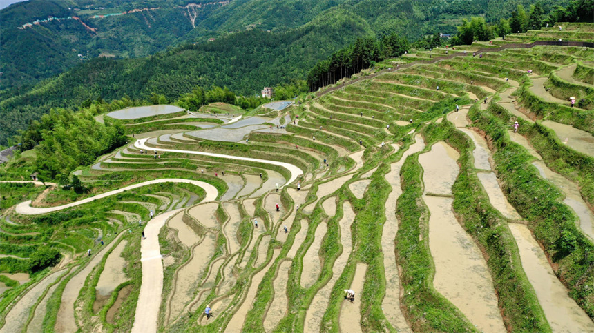從空中看，蜿蜒梯田猶如出水蛟龍。遂川縣委宣傳部供圖