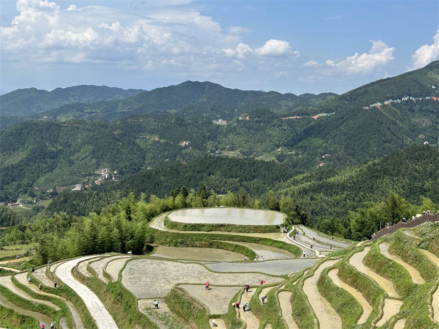 從空中看，蜿蜒梯田猶如出水蛟龍。遂川縣委宣傳部供圖
