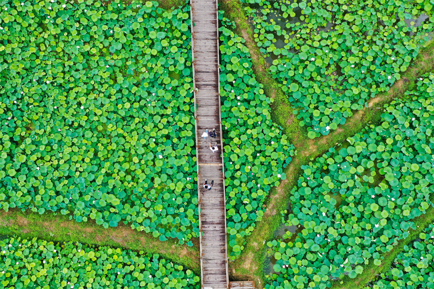 近日，江西省贛州市全南縣木金村的荷花競相綻放，吸引許多市民及游客前來賞荷游玩。李凡欽攝