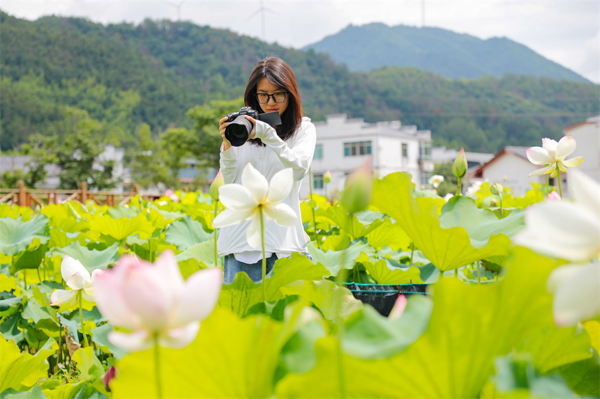 近日，江西省贛州市全南縣木金村的荷花競相綻放，吸引許多市民及游客前來賞荷游玩。李凡欽攝