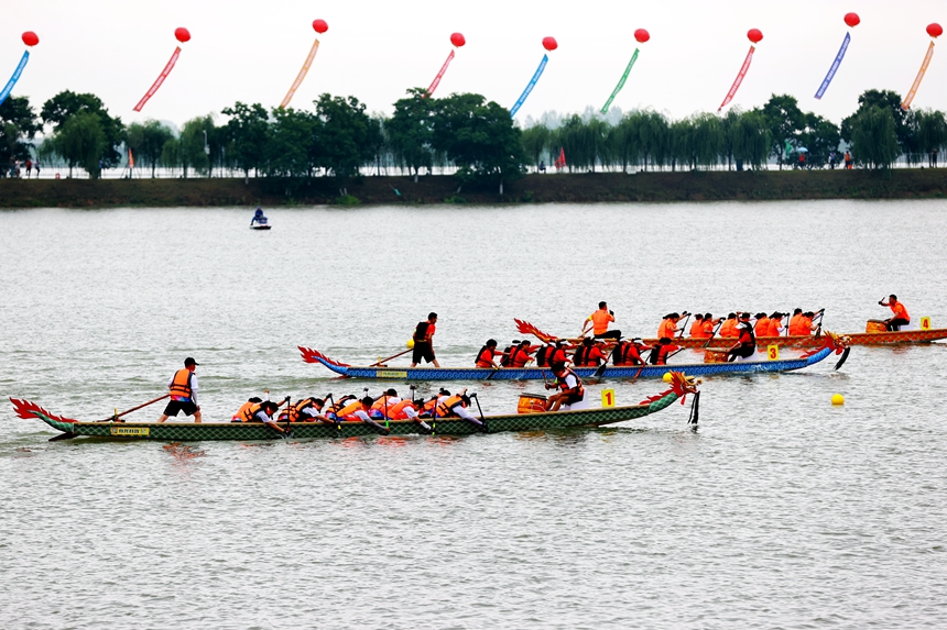 參加龍舟賽的隊員們正隨著鼓點奮力劃槳。李文琪攝