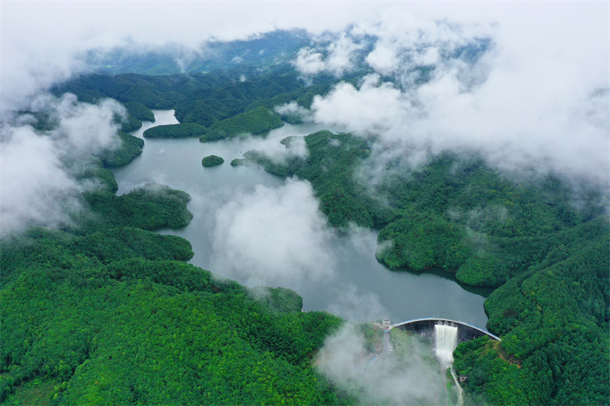 樂安縣龍潭水庫周邊的碳匯林郁郁蔥蔥。邱志超攝