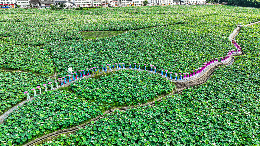 旗袍愛好者正在驛前古鎮進行旗袍走秀表演。 程孟玲攝