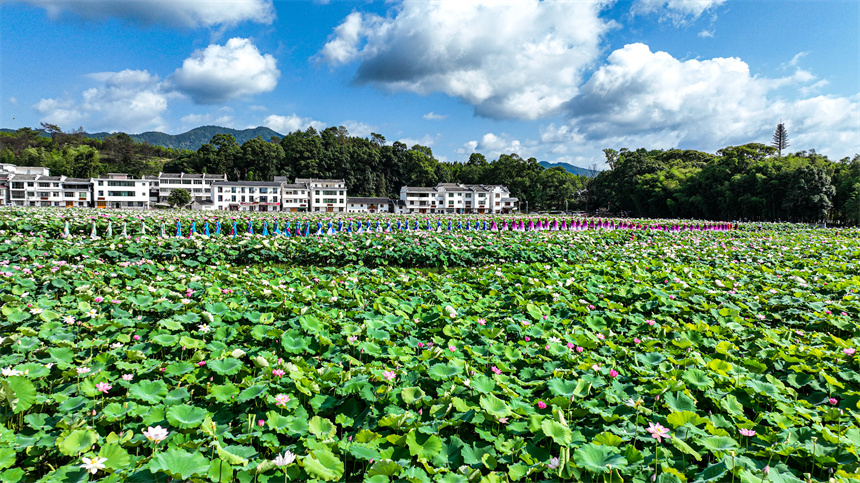 旗袍愛好者正在驛前古鎮進行旗袍走秀表演。 程孟玲攝