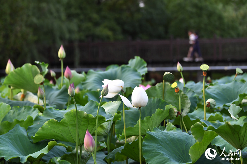 荷花池內的荷花千姿百態。 人民網記者 時雨攝