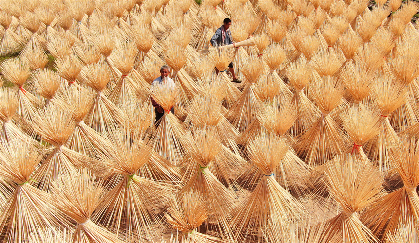 工人正在晾曬毛竹半成品。詹繼成攝