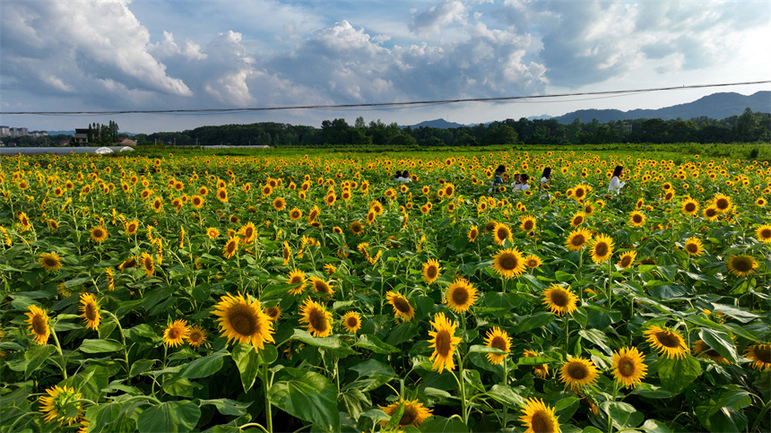 百畝向日葵進入盛花期，吸引市民前來打卡游玩。鄧龍華攝
