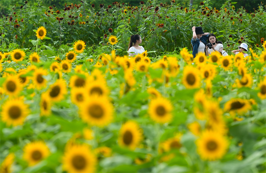百畝向日葵進入盛花期，吸引市民前來打卡游玩。鄧龍華攝