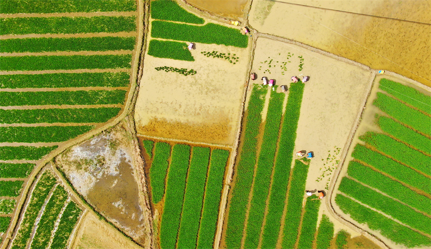 農戶正忙著中稻移栽，田間一片忙碌景象。詹繼成攝