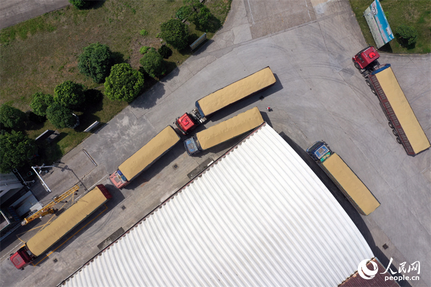 糧庫內滿載早秈稻的貨車。 人民網記者 時雨攝