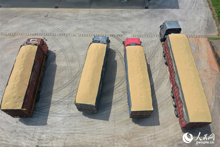 糧庫內滿載早秈稻的貨車。 人民網記者 時雨攝