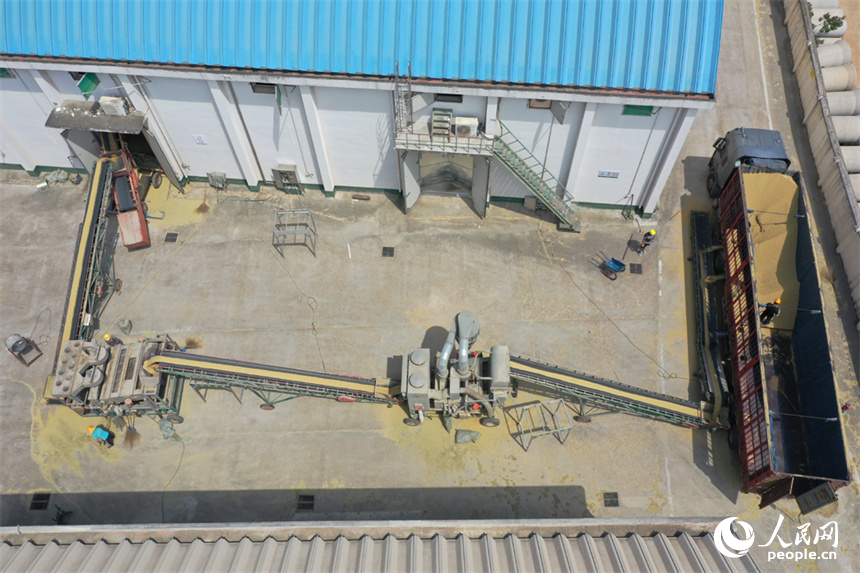 檢驗合格后，稻谷卸車入倉。 人民網記者 時雨攝