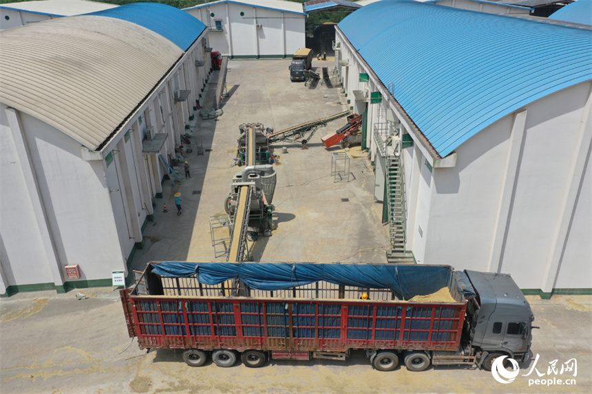 檢驗合格后，稻谷卸車入倉。 人民網記者 時雨攝